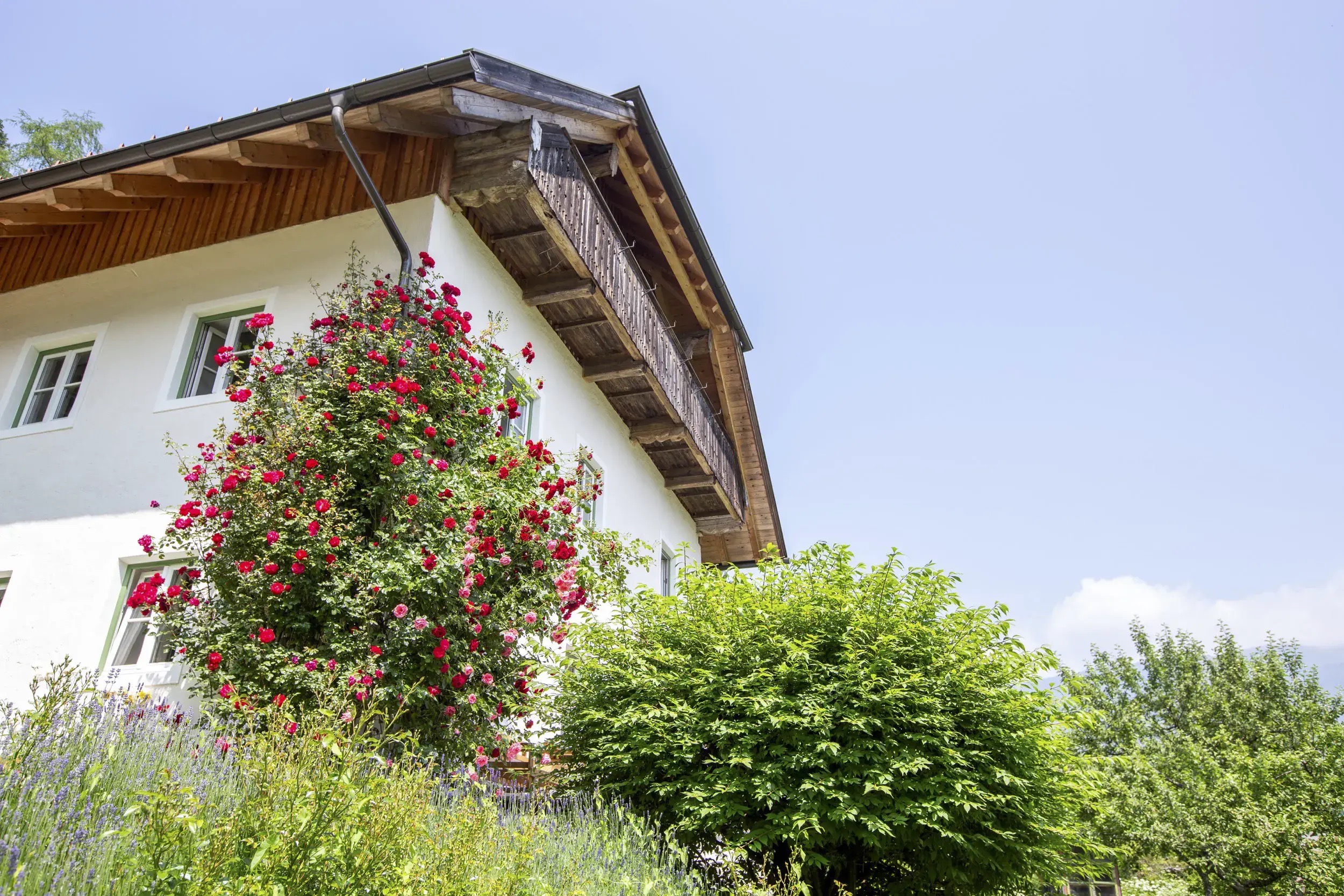 Ferienhaus Webseite Forshaus Stein im Drautal Aussenansicht bluehende Rosen